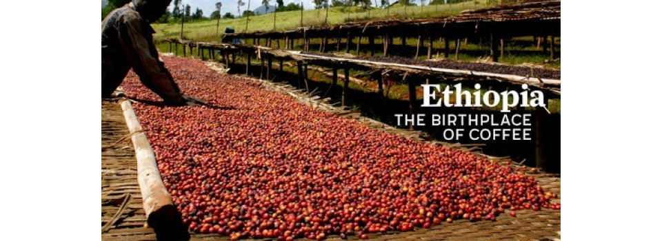 Що таке ферментація кави?